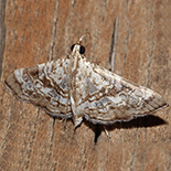 Glyphodes amphipeda
